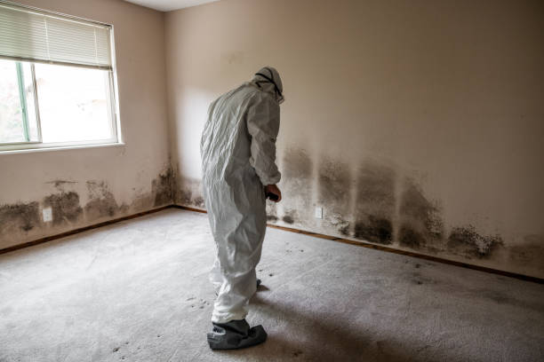 Best Emergency Mold Removal  in Kirby, TX