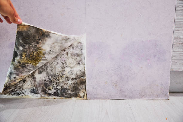 Best Same-Day Mold Removal  in Kirby, TX